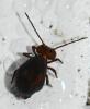 Dicyrtoma fusca